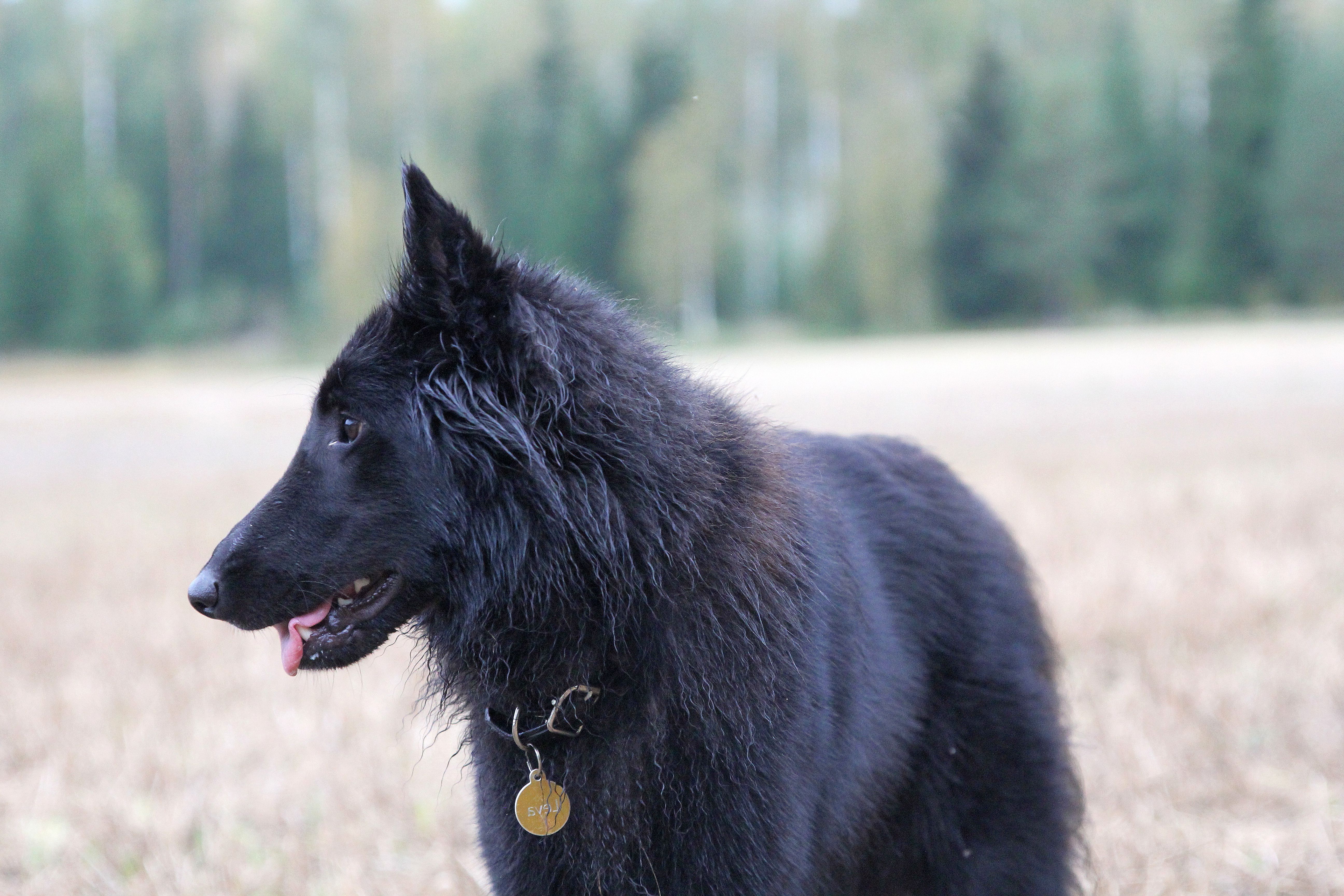Koira metsässä