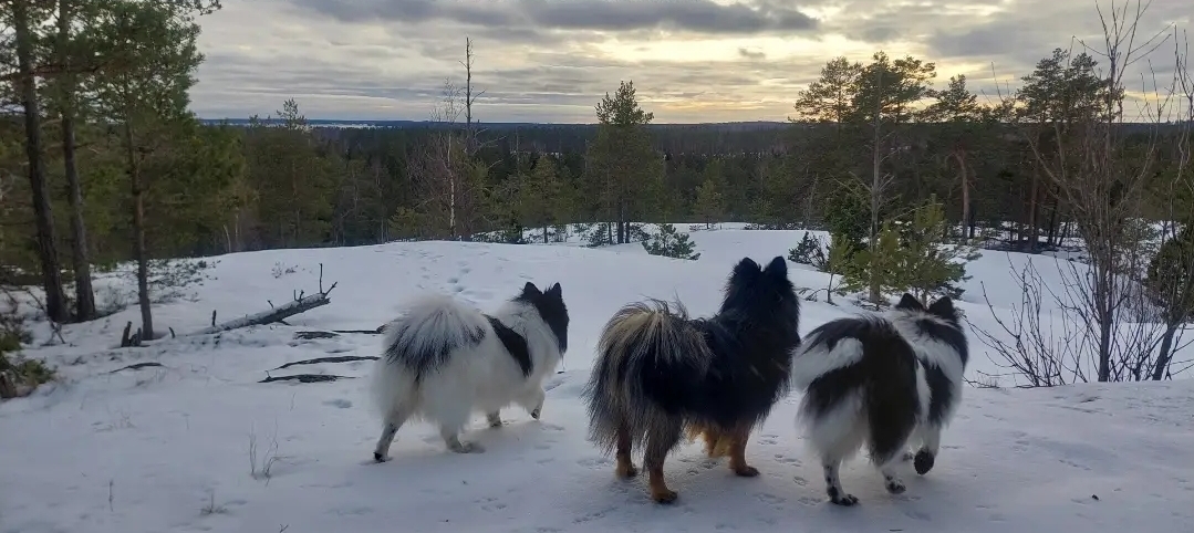 Koira metsässä Inkoossa