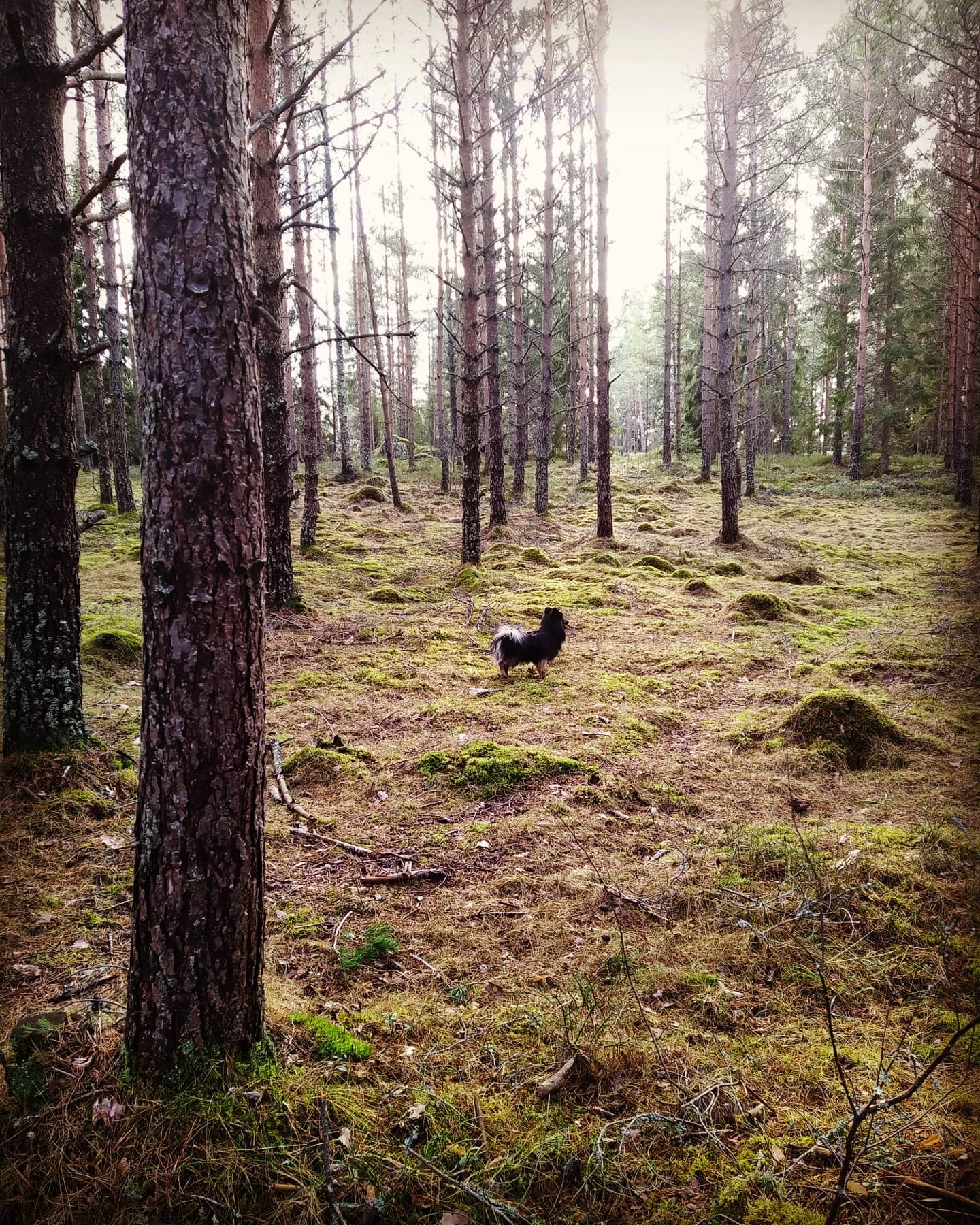 Koiria metsässä